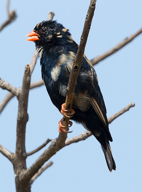 Village Indigobird